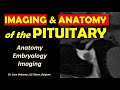 Anatomy and imaging of the pituitary gland