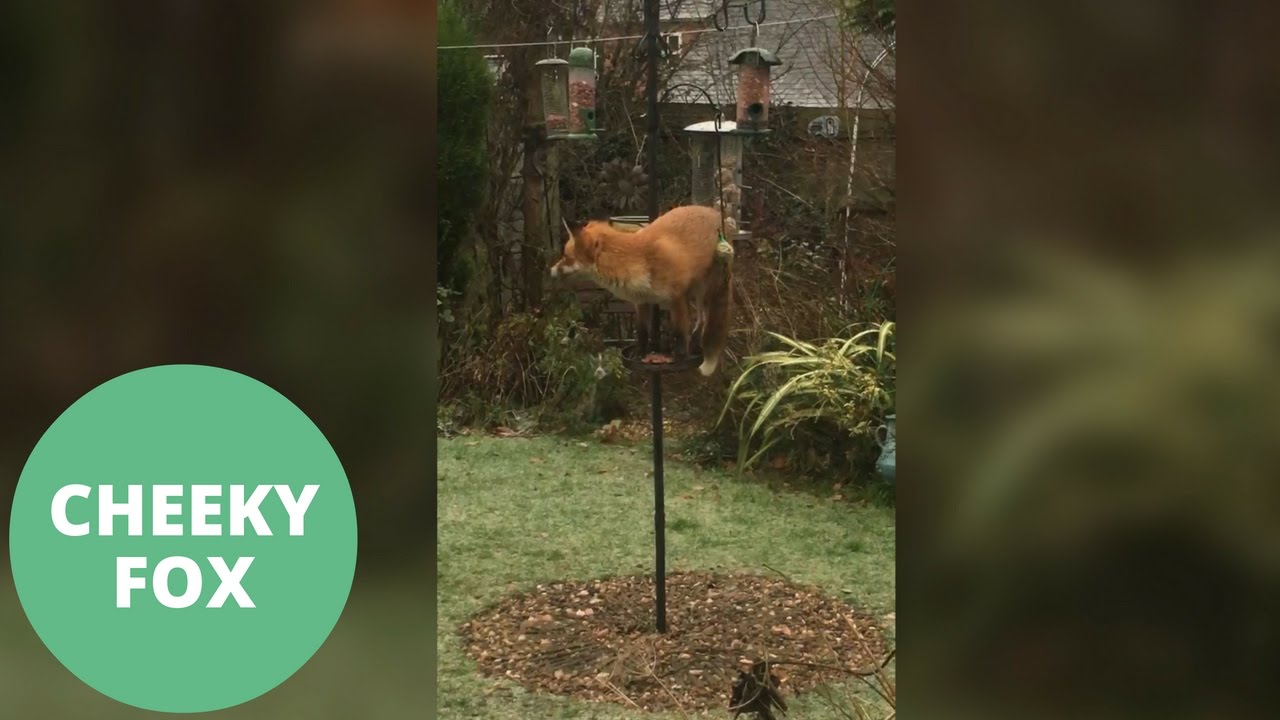 Cheeky Fox Caught Standing On A Bird Table Scoffing Nuts Youtube