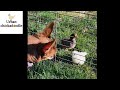 Chicks Meet Farm Dog for the First Time | #Shorts