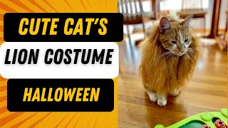 CUTE CAT IN A LION'S COSTUME | Funny Cat in a  Lion Halloween Costume | Max The Playful Cat screenshot 5