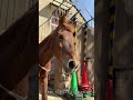 ふれあい広場カカバのカッピー