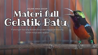 PANCINGAN KOLIBRI NINJA GACOR ISIAN FULL GELATIK BATU // COCOK UNTUK PANCINGAN KONIN BAHAN