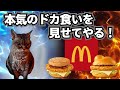 マクドナルドでドカ食いした何気ない話【猫ミーム】