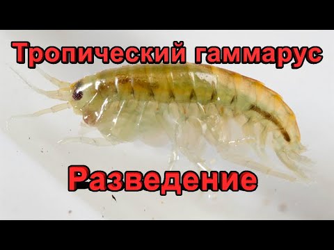 Мексиканский гаммарус (Hyalella