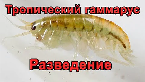 Мексиканский гаммарус (Hyalella azteca) - разведение в домашних условиях.