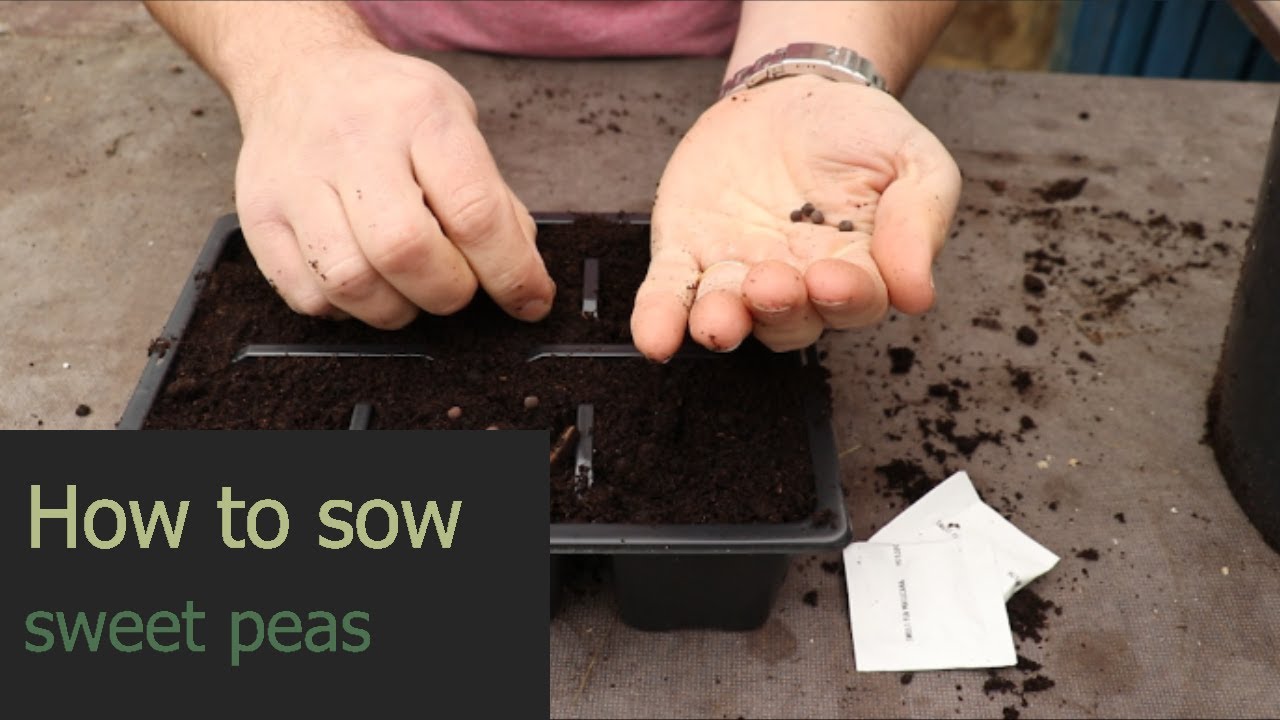 EP149 5 Minute Friday, How to sow sweet peas seeds