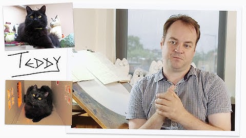 Do Cats Really Hate Water? - Simon