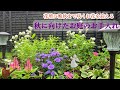 【秋に向けた花壇お手入れ】【晩秋まで長く咲く一年草・宿根草】【土の再生・その後】雨後の庭のお手入れ