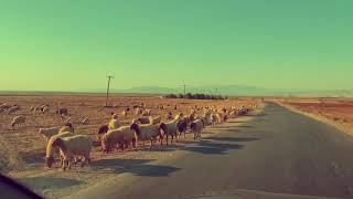 Pêla Dûr Öktürk Şhan Êladur