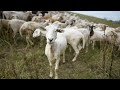 Nashville introduce the Chew Crew to manage urban landscapes