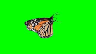 Green Screen Kupu-Kupu Keren