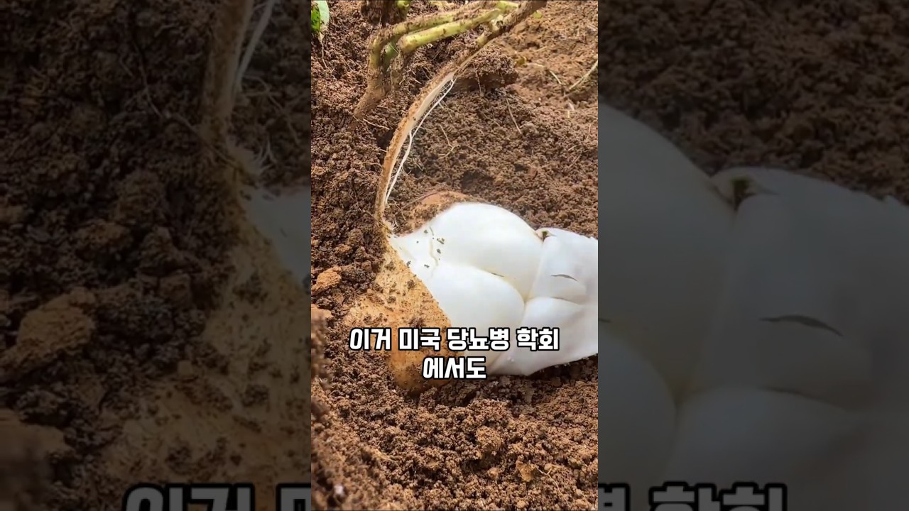 미국 당뇨학회도 인정한 채소! 감자줄 알았는데… 당뇨 환자도 먹는다는 이 채소의 정체?! 😳