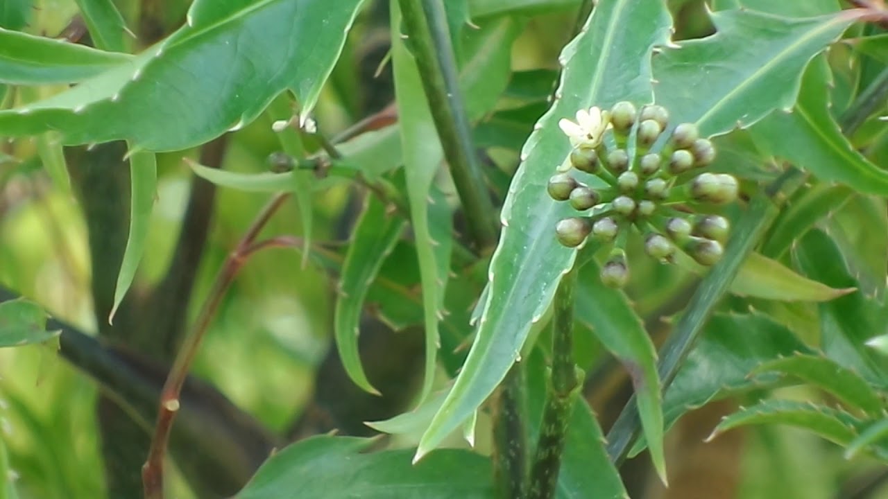 Lep Tree เล็บครุฑทอดมัน/เล็บครุฑตรี (Lep Krut Tot Man/Lep Krut Tree) - Polyscias ...