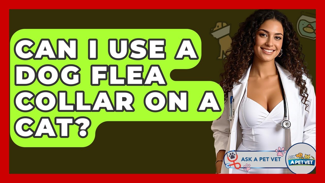 Can I Use A Dog Flea Collar On A Cat? - Ask A Pet Vet