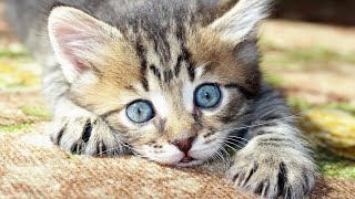 OMG! THE FUNNIEST CATS EVER 😹 2021- Hilarious Cats | Best funny4 by Best Funny4 302 views 3 years ago 2 minutes, 1 second