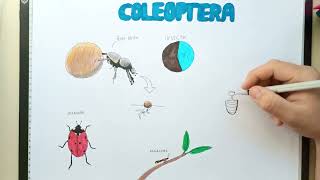 Ordem Dos Insetos - Coleoptera