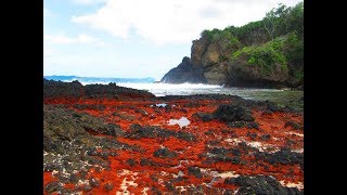 Nima sababdan Avstraliyaning Rojdestvo oroli qizil rangga burkanadi?