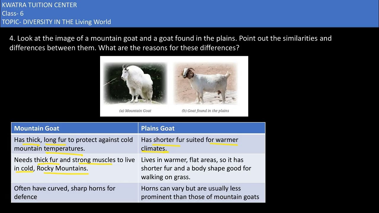 4. Посмотрите на изображение горного козла и козла, обитающего на равнине. Укажите на сходство.