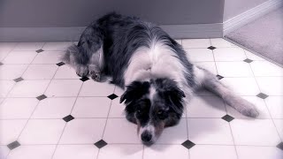 Disabled Dogs Save Lives - Inspiring Pet Hero Stories