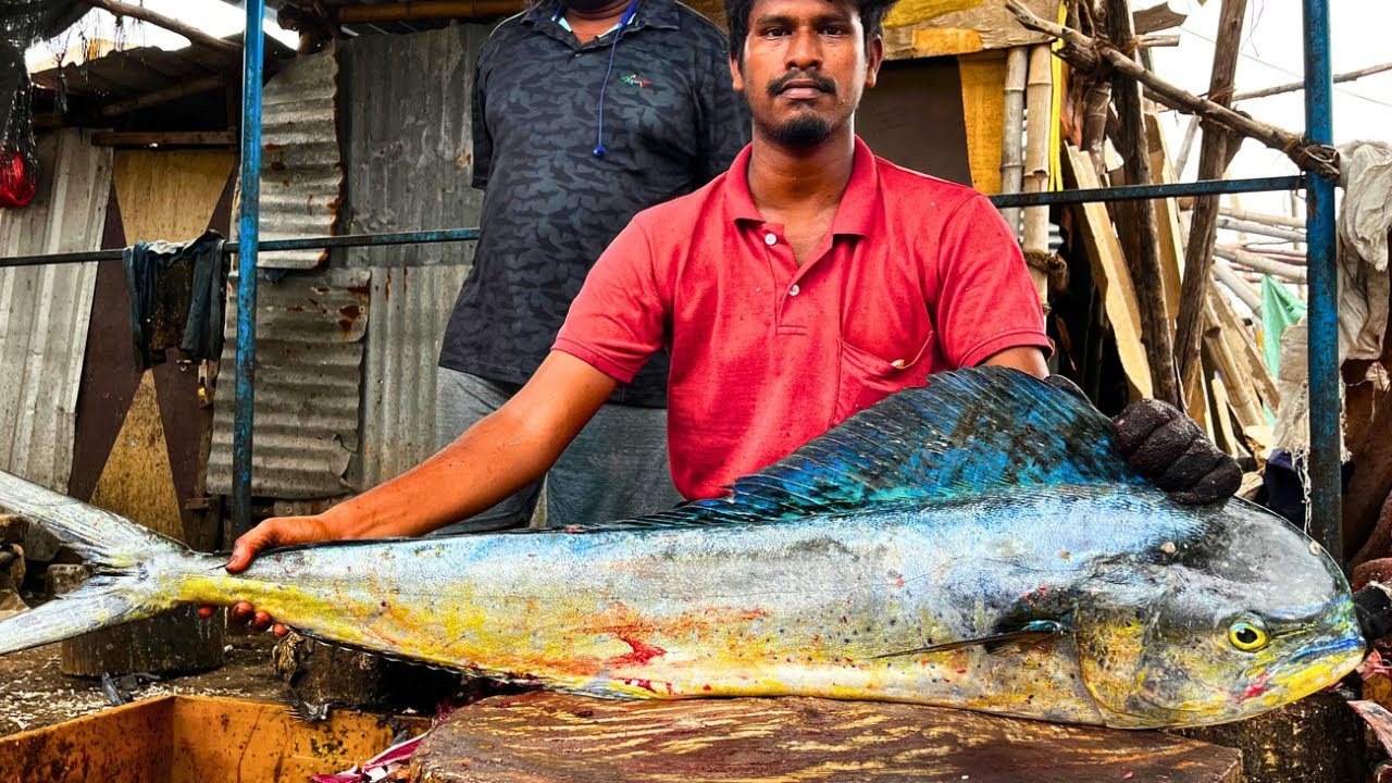 BIG MAHI MAHI (PARLA) FISH CUTTING HD VIDEO IN KASIMEDU CUTTING