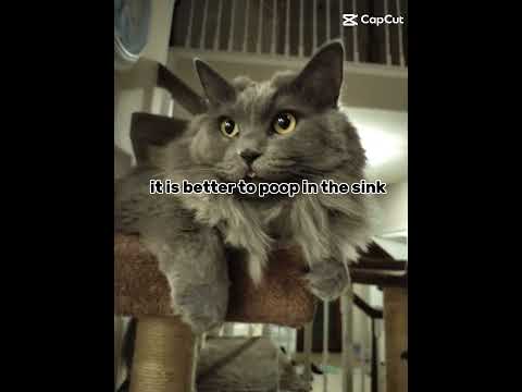 this is just a joke don't poop in the sink #cat #funny #viral