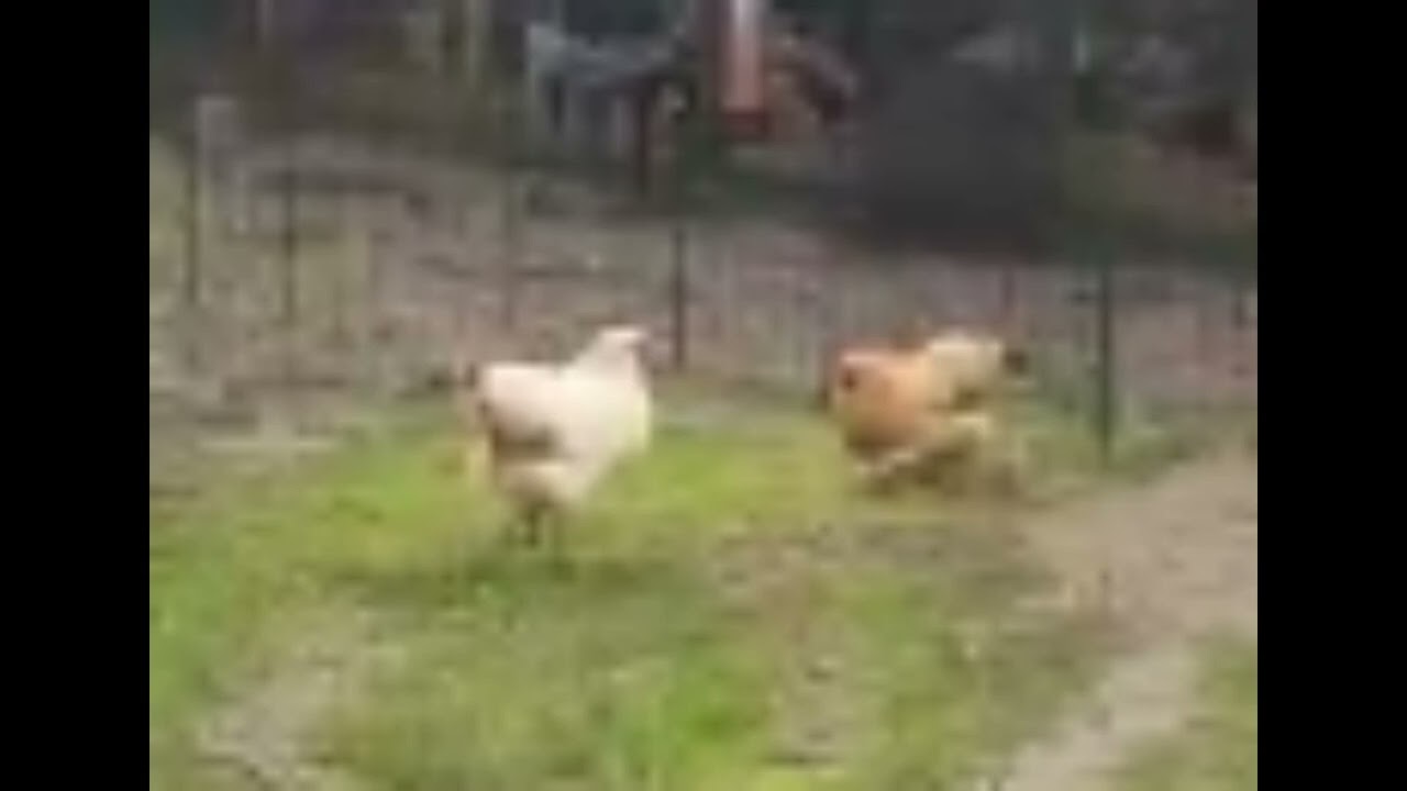 It's Starting To Flood Round The Chickens Background Music
