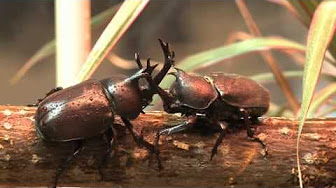 認識甲蟲life Cycle Of Rhinoceros Beetle 獨角仙的一生 Youtube