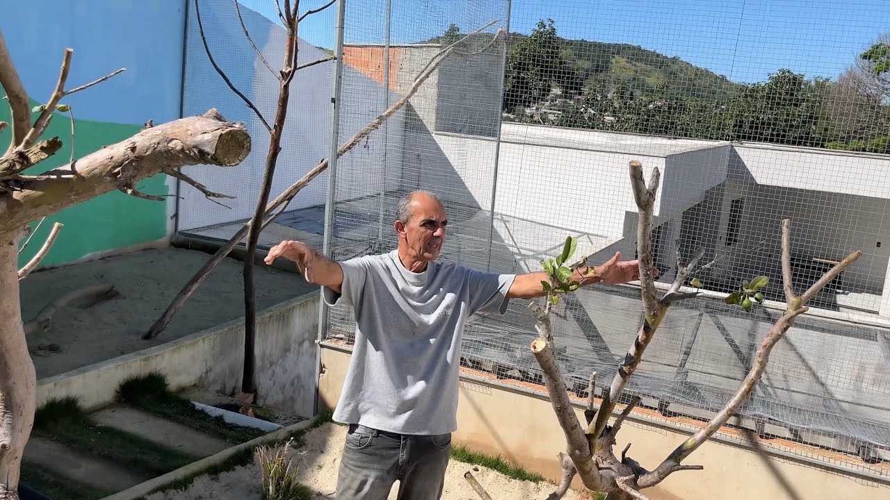 CORTAMOS AS ÁRVORES DO QUINTAL E LEVAMOS PRO VIVEIRO