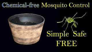 Natural Mosquito Control At Home with No Chemicals