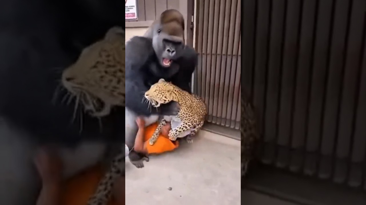 Leopard Attacks Female Zookeeper — Gorilla’s Brutal Rescue Caught on Camera 