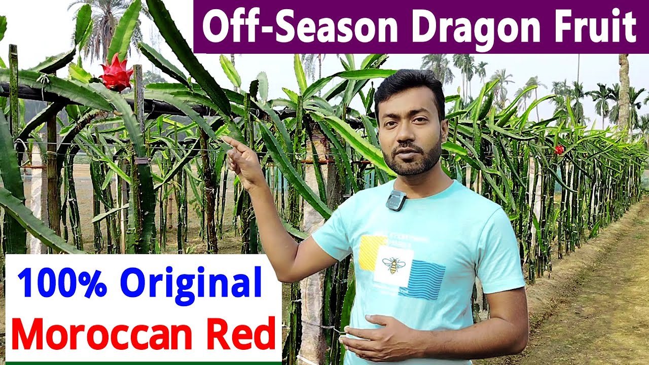 Original Moroccan Red Dragon Fruit Plant 2025 || Ultra High Density or Trellis Dragon Fruit Farming