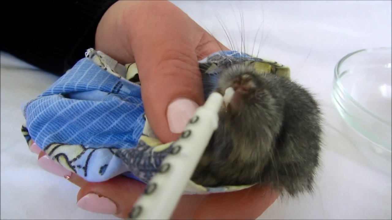 Искусственное вскармливание малышей шиншилл