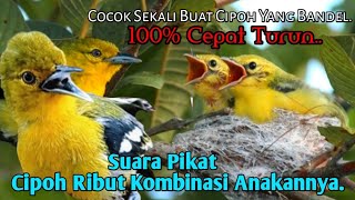 SUARA PIKAT,‼️ BURUNG CIPOH RIBUT KOMBINASI ANAKANNYA. 💯% AMPUH..