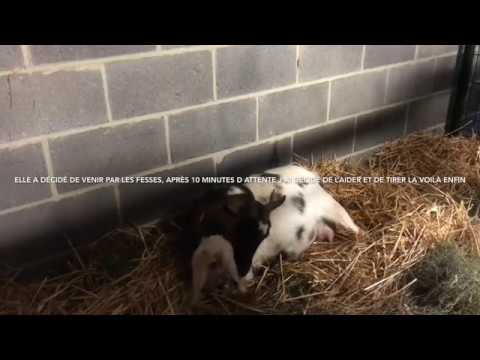 Mise Bas Triplees Chevre N2 Youtube