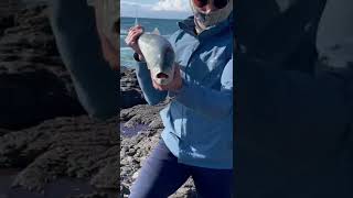 Rock Fishing Tailor Salmon 