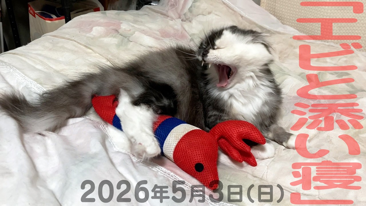 我が家の猫たち「エビと添い寝」2026年5月3日(日) 