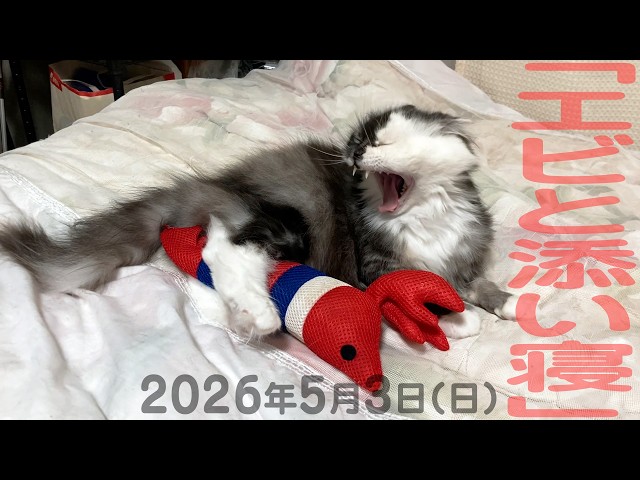 我が家の猫たち「エビと添い寝」2026年5月3日(日) 