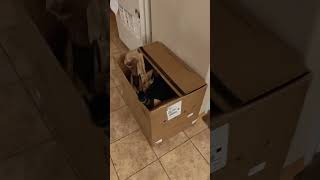 Menko The Cat Is The Recycling