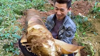 阿峰发现大黄芽挖到底还得连砍好几刀30多斤重够吃大半个月