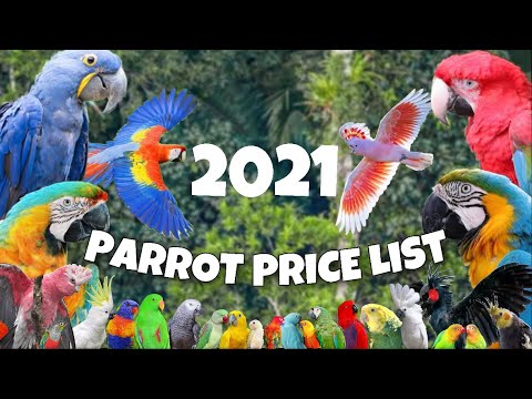 PARROT HAND FEED PRICE LIST 2021(PH)