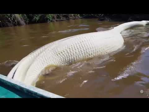 Giant White Snake Caught on Camera in the Amazon – Can you believe it?"