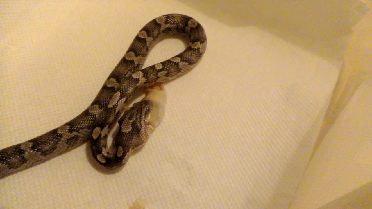 camera iphone 8 plus apk Feeding fluff to my 8 month old corn snake Anery