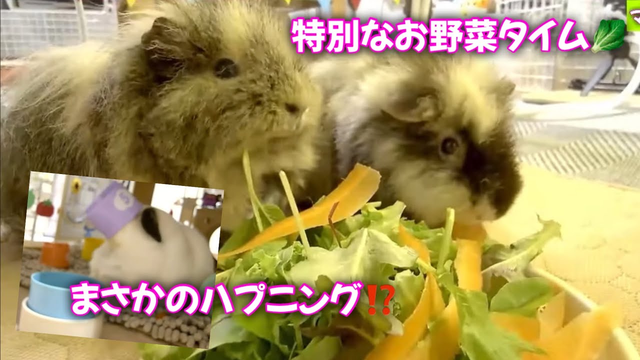 Special Veggie Time🥬 And an Unexpected Mishap with the