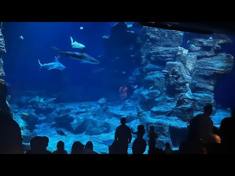 Vlog - Planet Ocean Montpellier, France 