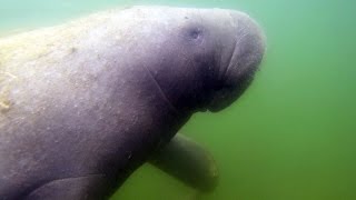Swimming with Manatees POV at Crystal River Florida, Plantation Manatee Tour, 1080 HD