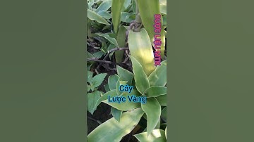 Cây Lược Vàng #short kháng viêm hoạt huyếtCÂY DƯỢC LIỆU | CÂY THUỐC ĐÔNG Y | Khó khăn thành đơn giản