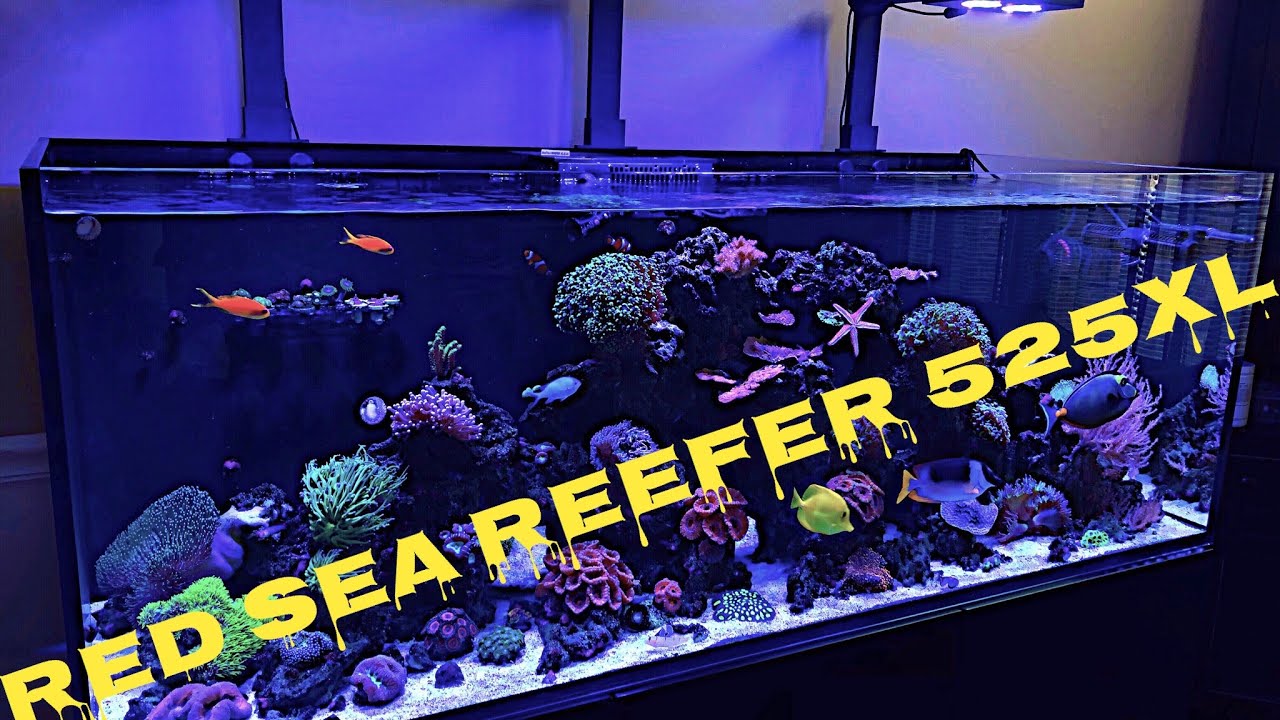 Red Sea reefer 525xl