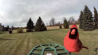 Harymor Bird Feeder Camera Review