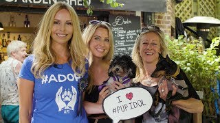 PUP IDOL 2017 - DOG SHOW - All Dogs Matter