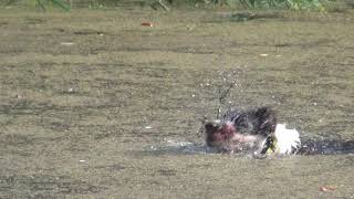 Bismarck Wasserarbeit Mit Sechs Monaten